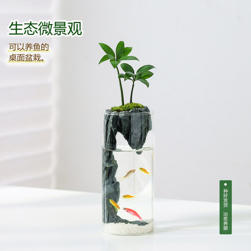 竹柏苔藓微景观生态瓶小鱼缸