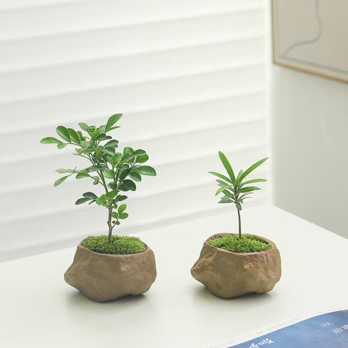 迷你罗汉松小盆栽净化空气