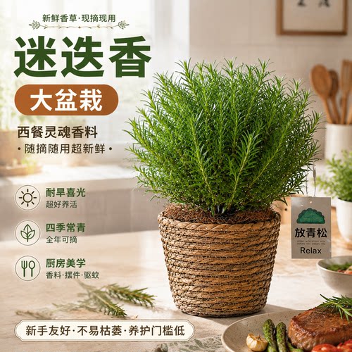 一盆迷迭香，承包全家烤肉香料