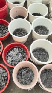 淡水鱼泥鳅鱼苗鲤鱼活鱼