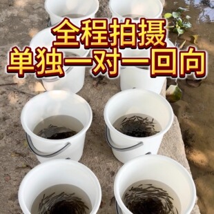 活生小鱼苗红鲤鱼泥鳅乌龟淡水专用