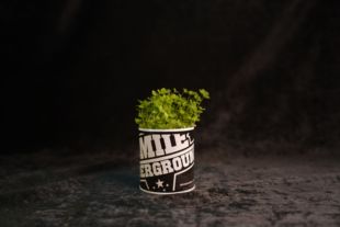 “地下种子”植物盲盒 Plant Mystery Boxes