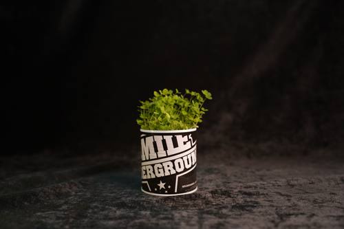 “地下种子”植物盲盒 Plant Mystery Boxes