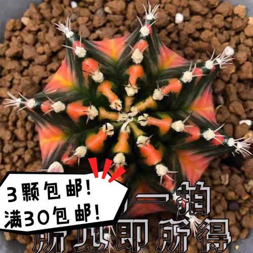 绯牡丹锦一物一拍米哈诺维奇开花实生仙人球自然锦高端