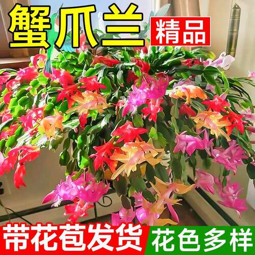 蟹爪兰盆栽室内耐阴好养开花