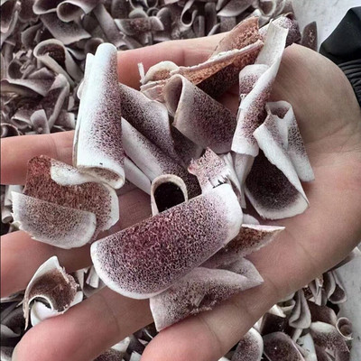 鹿茸片马鹿砍角茸涵血熟茸片
