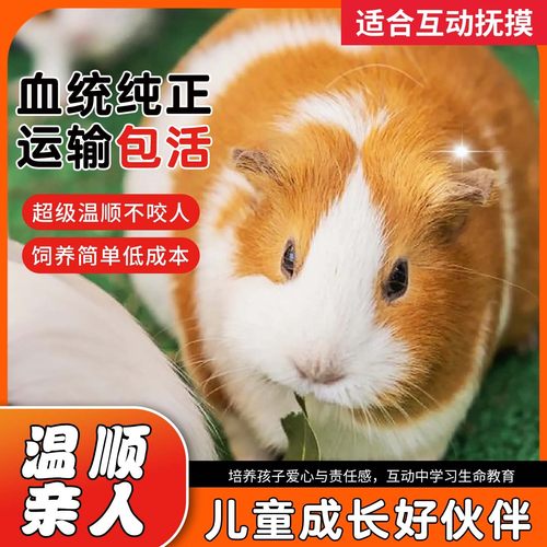 荷兰猪豚鼠荷兰兔卡皮巴拉温顺