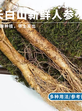 吉林长白山新鲜人参东北特产
