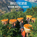 整箱 酸甜多汁无籽无渣细嫩当季 每天水果优选 湖北秭归九月红脐橙