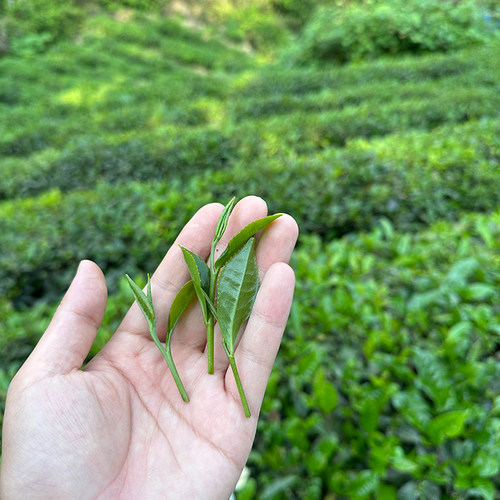福建岩翠茶绿茶新茶回甘清爽