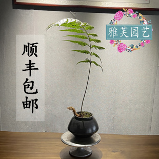 胎生狗脊蕨一叶蕨类植物老桩盆景网红蕨室内绿植造景禅意中式盆栽