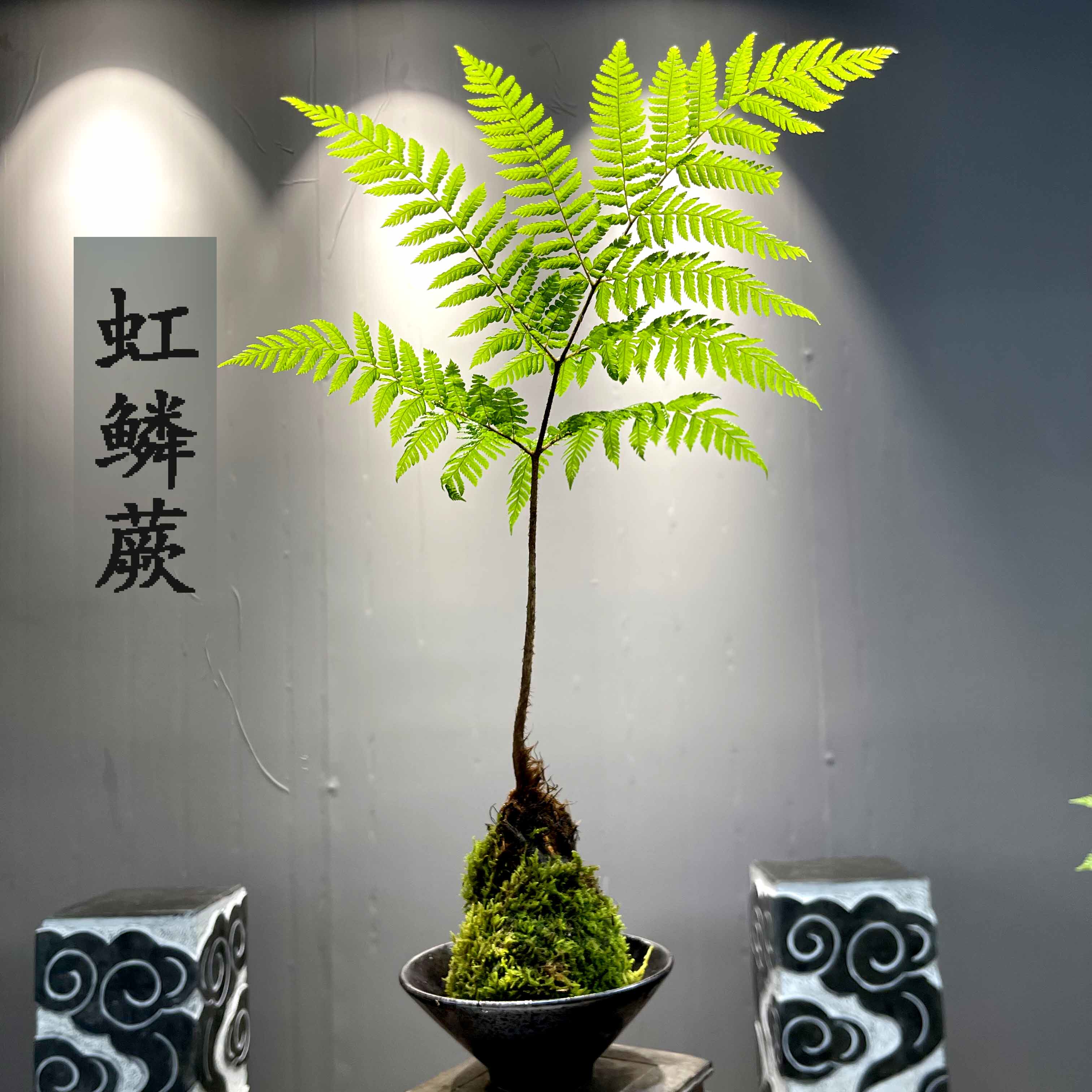 虹鳞蕨红毛蕨水培苔藓球苔玉球简单好养绿植茶桌摆件室内盆景