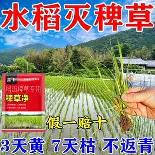 水稻除稗草专用剂封草防草不长草稗草扁扁草抗性稗子专用剂抑制剂