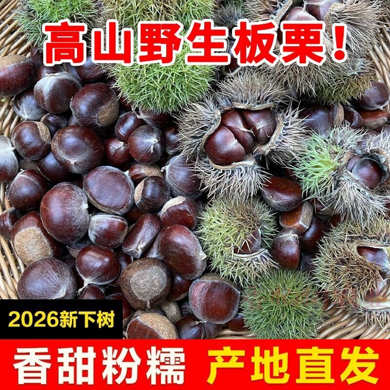 正宗高山老树野生板栗品种