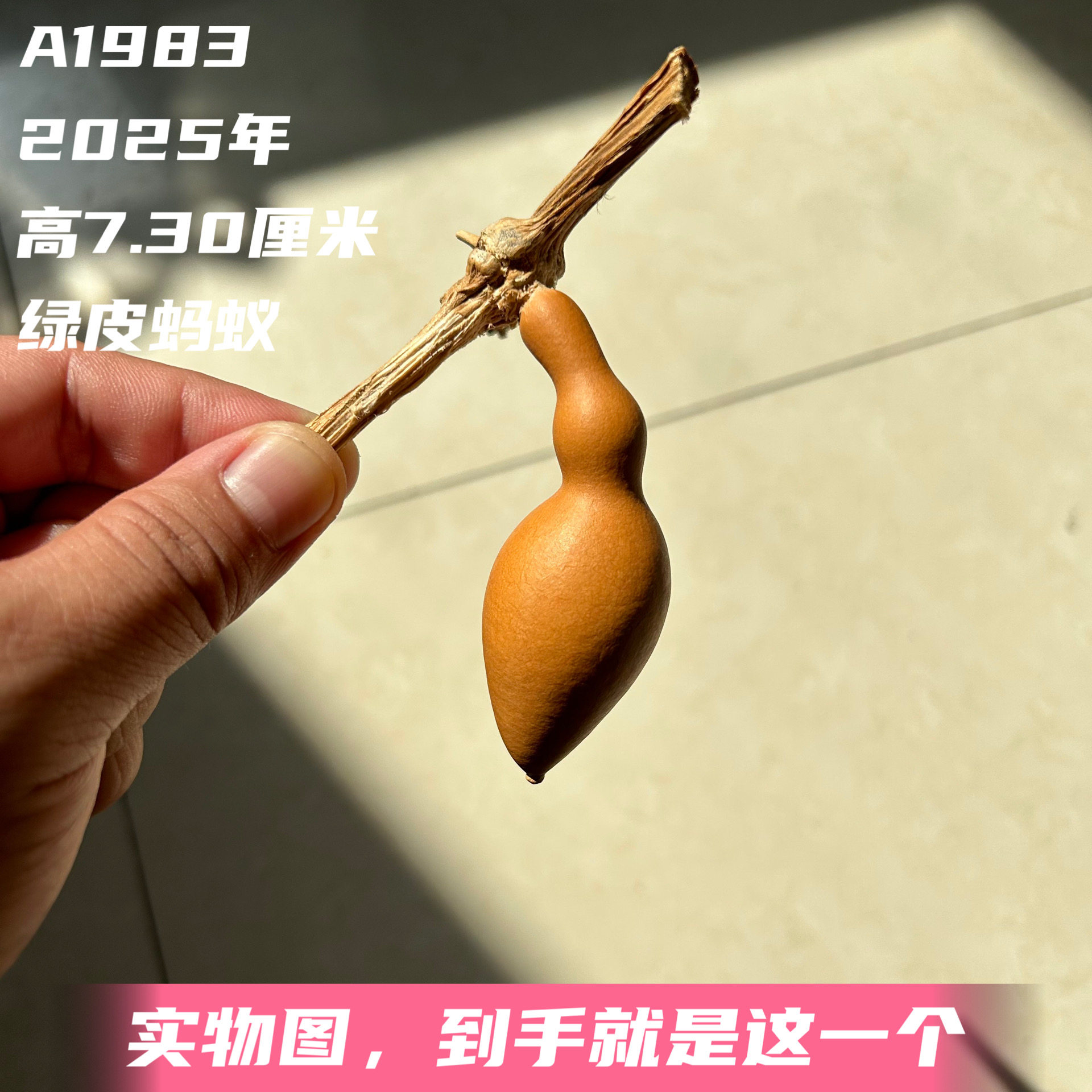 A1983高7.30厘米2025年精品手捻绿皮蚂蚁肚葫芦
