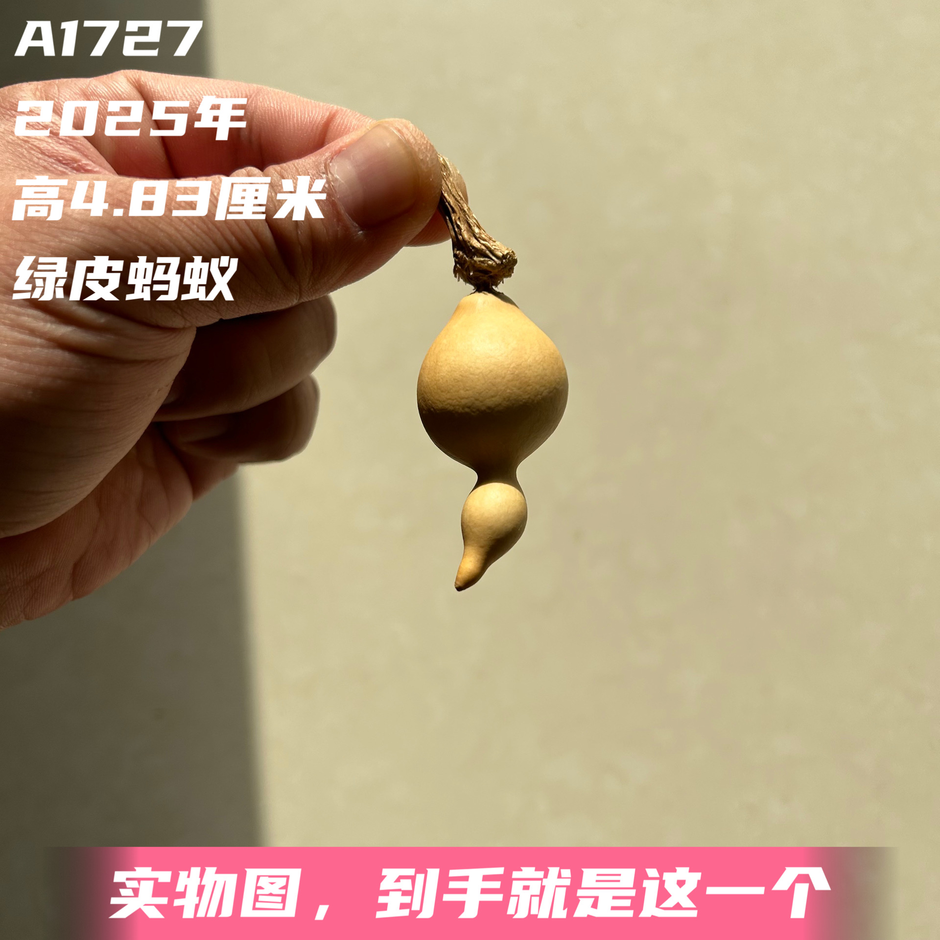 A1727高4.83厘米2025年精品手捻大头绿皮蚂蚁肚葫芦