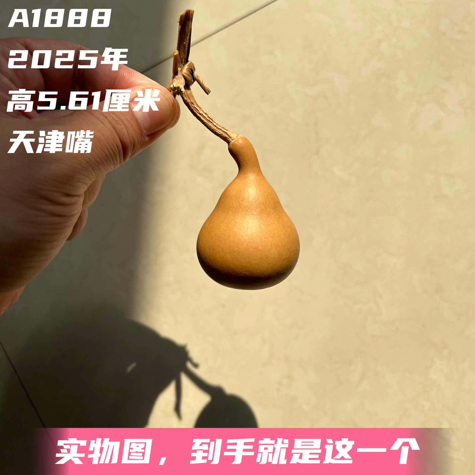 A1888高5.61厘米2025年精品手捻天津嘴小胖墩葫芦