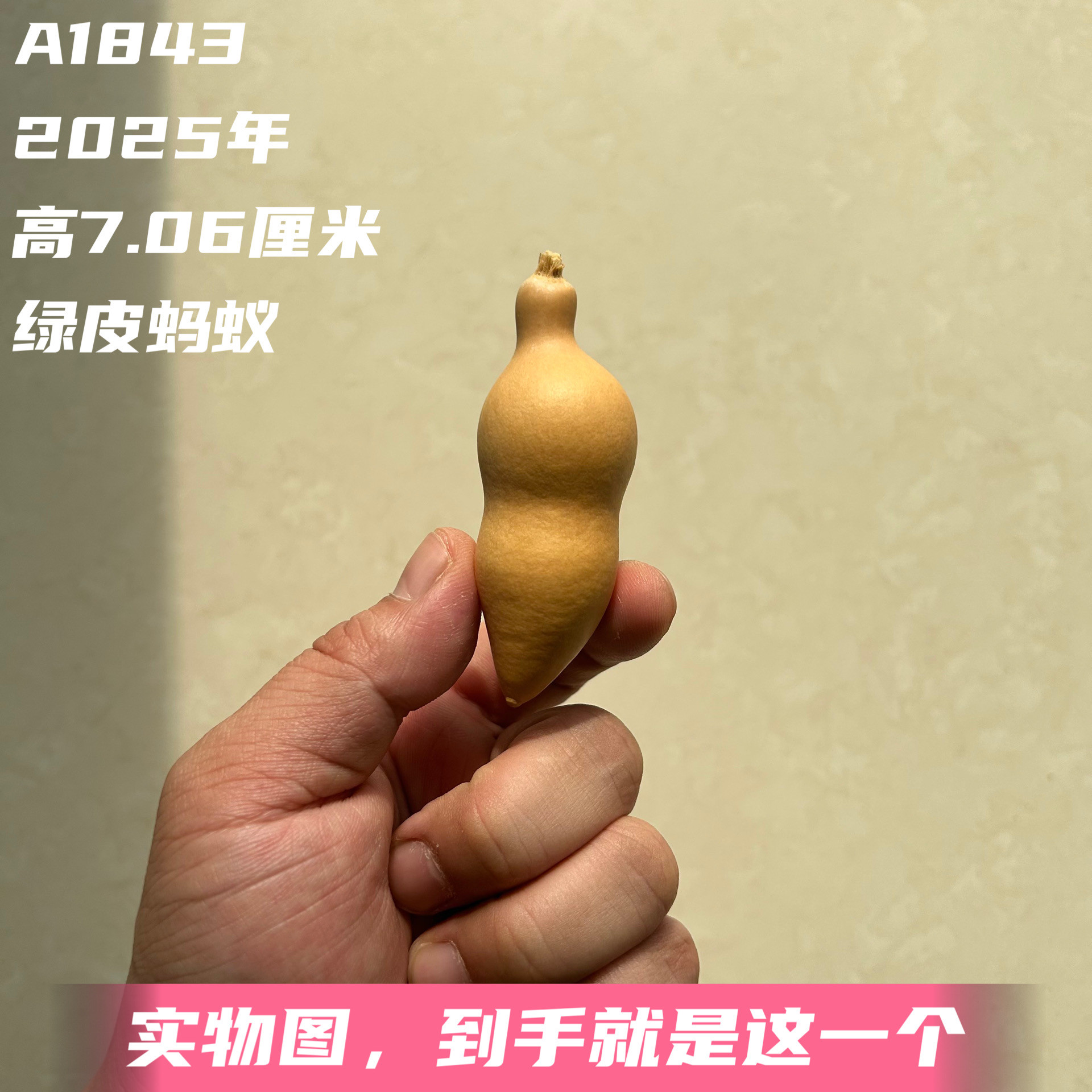 A1843高7.06厘米2025年精品手捻绿皮蚂蚁肚葫芦