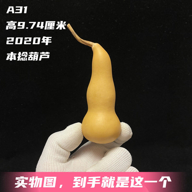 A31高7.7厘米高端精品微三肚本捻葫芦大厚皮响籽一物一图