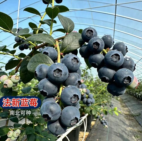 云南法新蓝莓树苗花香蓝莓苗南方北方加仑盆种植带花带果子发货