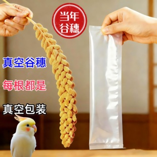 2025真空谷穗新鲜天然鹦鹉鸟零食麦穗仓鼠黄谷穗小米穗仓鼠笼造景