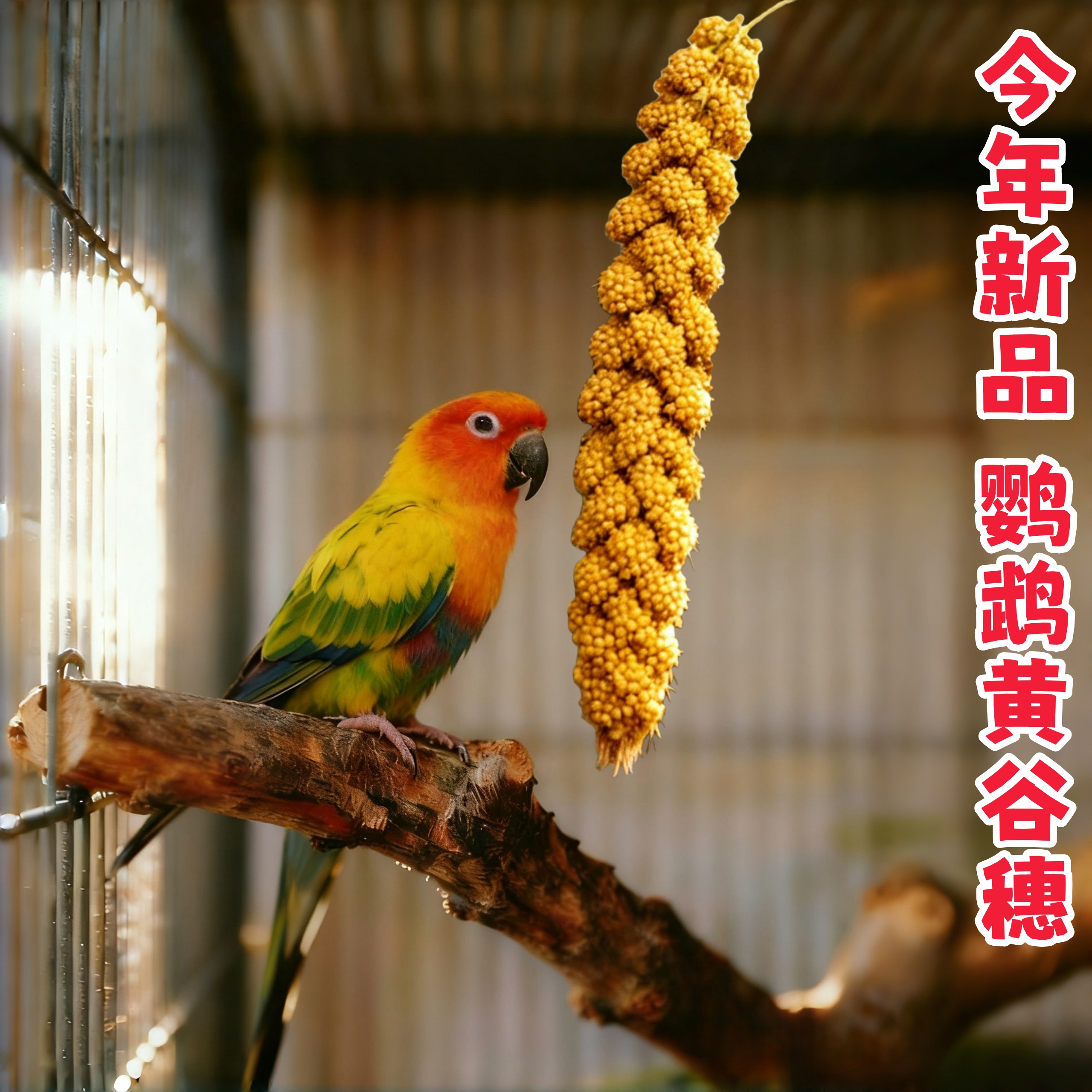 谷穗2025新鹦鹉学吃新鲜天然黄谷穗鸟粮鸟零食幼鸟断奶奖励小米穗