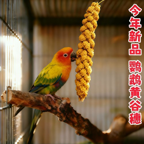 谷穗2025新鹦鹉学吃新鲜天然黄谷穗鸟粮鸟零食幼鸟断奶奖励小米穗