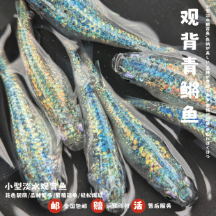 观背青鳉鱼海王星青鳉魔法鱼淡水冷水群游鱼繁殖组好养耐活不打氧