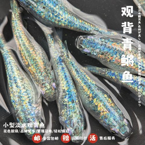 观背青鳉鱼海王星青鳉魔法鱼