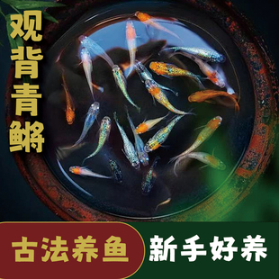 观背青鱂送饲料生态缸观赏鱼青锵鱼冷水鱼不打氧小型室内好养小鱼