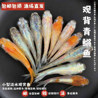 观背青鳉鱼冷水鱼淡水小型观赏鱼