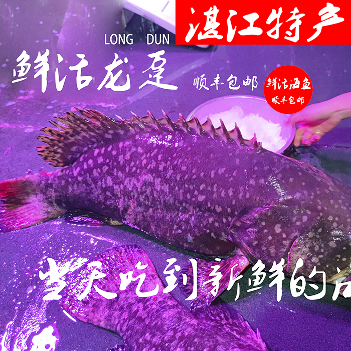 湛江新鲜海鱼龙趸海鱼顺丰包邮,渔民当天捕捞当天卖新鲜看的见!
