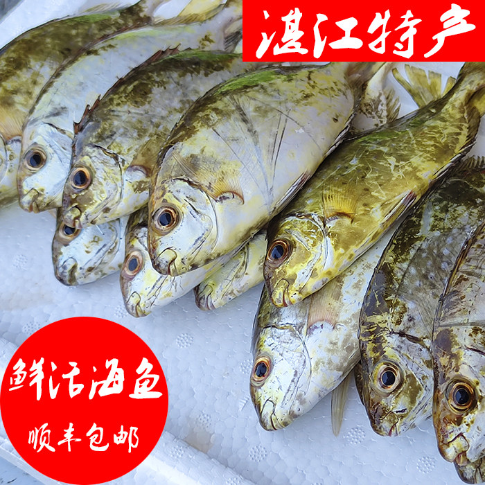 湛江新鲜海鱼泥猛海鱼顺丰包邮,渔民当天捕捞当天卖新鲜看的见!