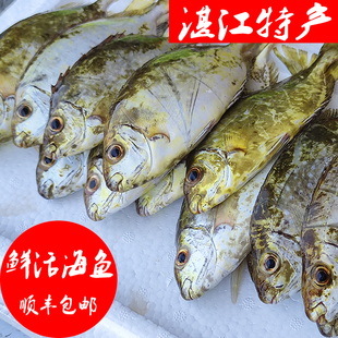 湛江新鲜海鱼泥猛海鱼顺丰包邮，渔民当天捕捞当天卖新鲜看的见！