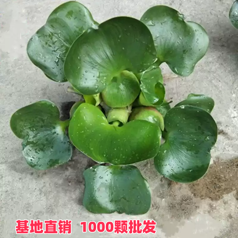 水葫芦苗凤眼莲水培植物水芙蓉水草水生浮莲池塘鱼缸造景养殖净化