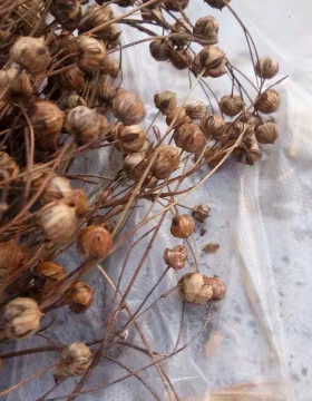 亚麻枝穗 胡麻桃 亚麻籽穗500g仓鼠笼造景科学饲养零食粮