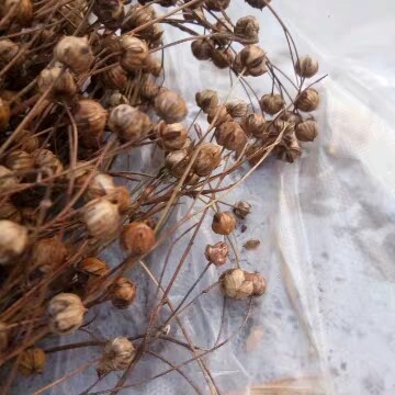 亚麻枝穗 胡麻桃 亚麻籽穗500g仓鼠笼造景科学饲养零食粮