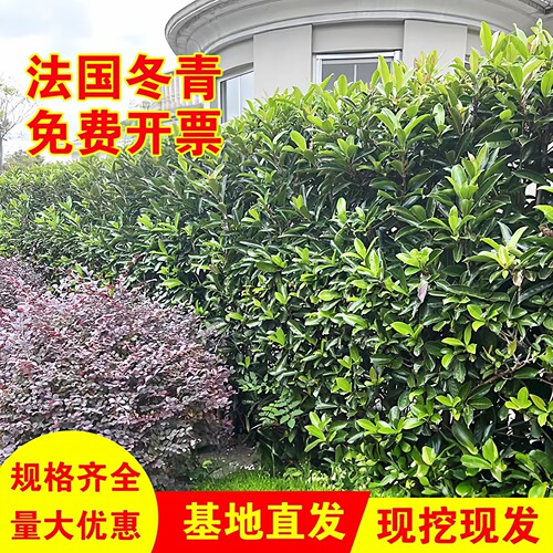 法国冬青珊瑚树四季常青耐寒