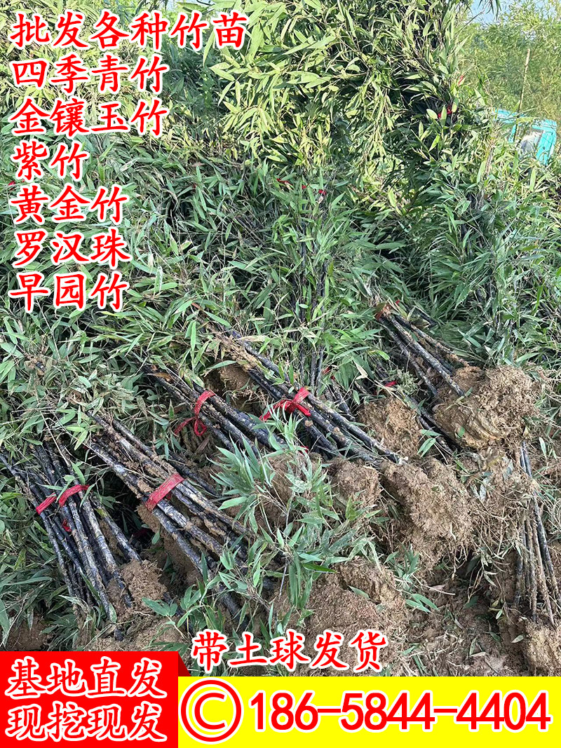 带土球基地现挖紫竹苗好养