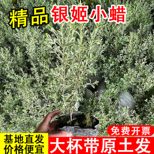 银姬小蜡树苗大杯原土发货好活四季常绿银姬小蜡球绿篱庭院绿化苗