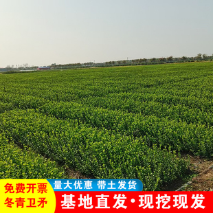 冬青卫矛苗卫矛球四季常青耐寒绿化苗庭院绿篱笆墙植物冬青树苗