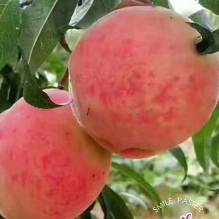 山东现摘肥城肥桃桃子 应季水果新鲜水蜜毛桃6个装孕妇桃顺丰包邮