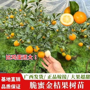 脆蜜金桔苗第三代脆蜜嫁接树苗庭院盆栽地栽大果广西融安桔子果苗