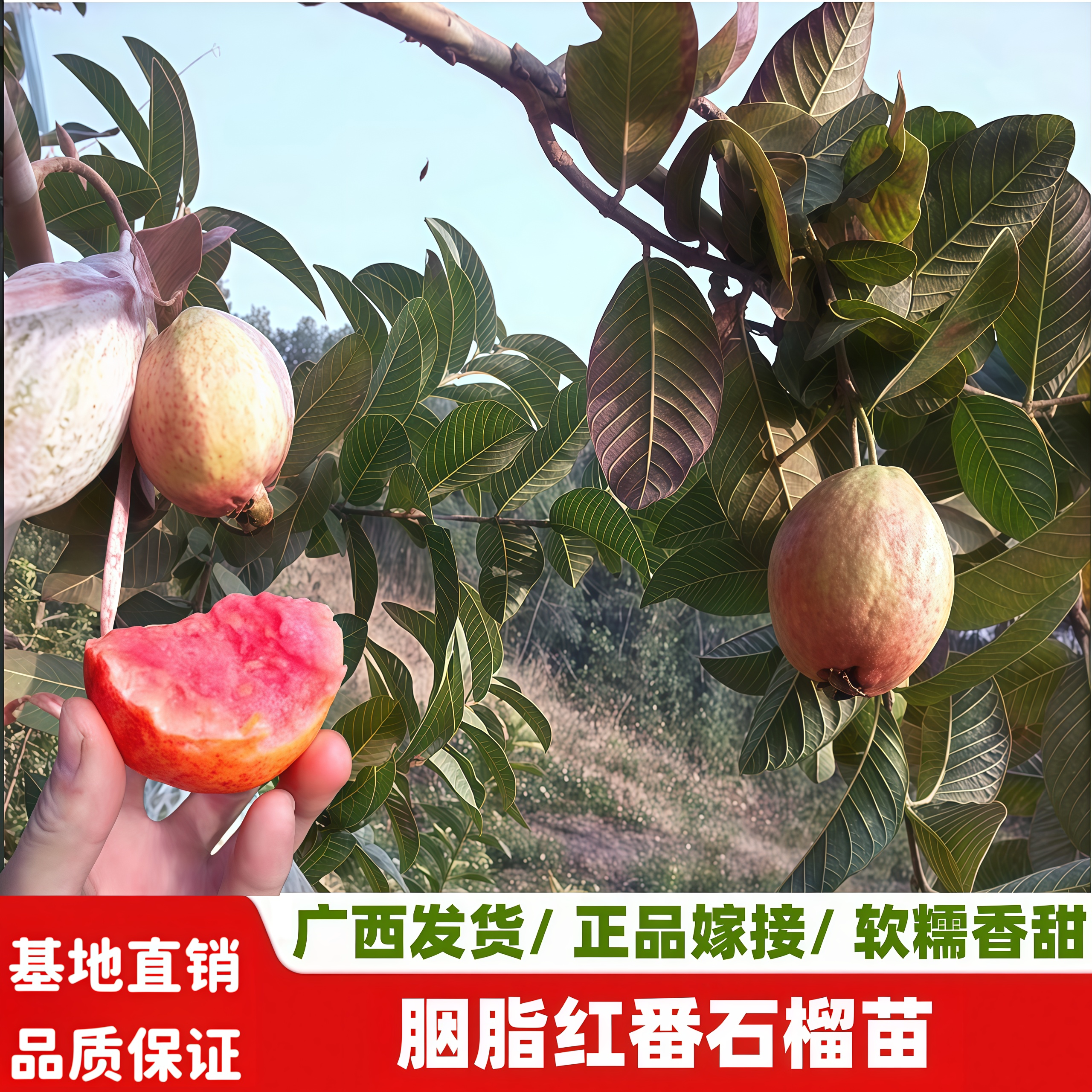 胭脂红番石榴苗四季当年结果盆栽图片