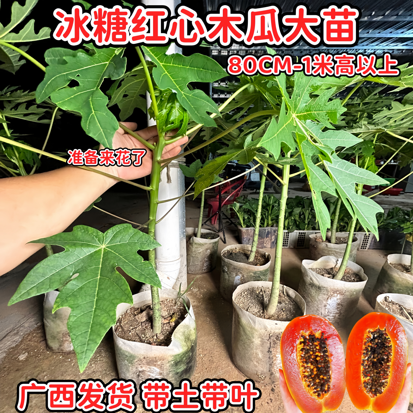 木瓜树果苗红心水果木瓜苗矮化木瓜树苗三个月结果南北方盆栽地栽