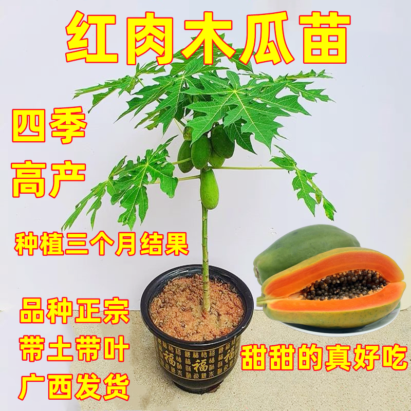 大青红肉水果木瓜树苗种植6个月结果四季品种脆甜南北方庭院盆栽