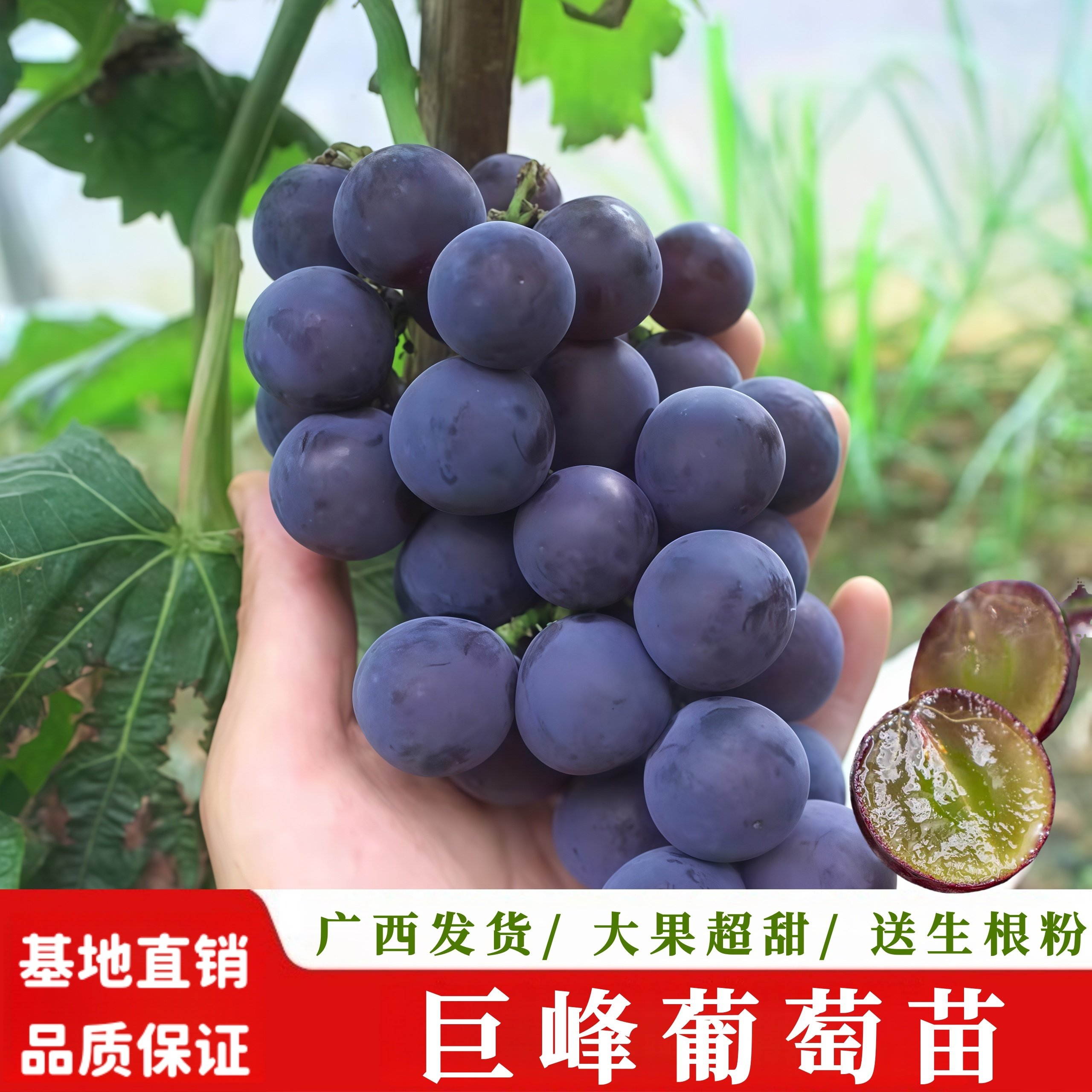 巨峰葡萄树苗当年结果甜蜜多汁果大皮薄爬藤葡萄树苗庭院阳台盆栽