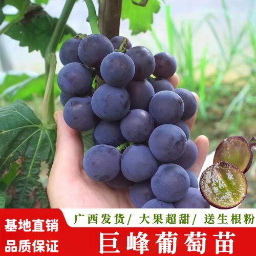 果大蜜甜巨峰葡萄苗爬藤果树苗