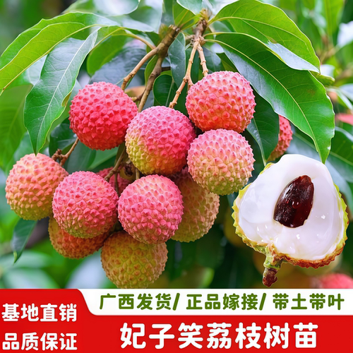 妃子笑荔枝树苗果肉多汁纯甜南方