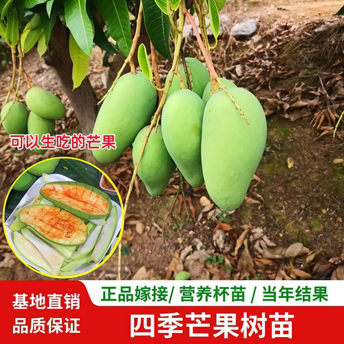 嫁接四季芒果苗南方庭院阳台盆栽